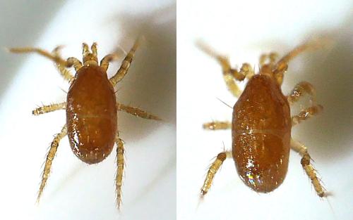 Réf. 336 992 : Parasitus fimetorum